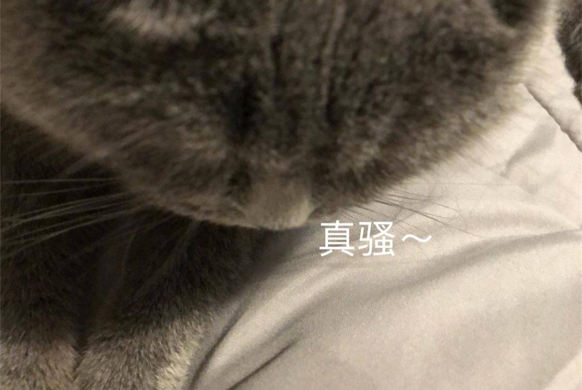 怎么防止猫在床上尿尿 0fafc97931b34826adbc161584d581be.jpeg