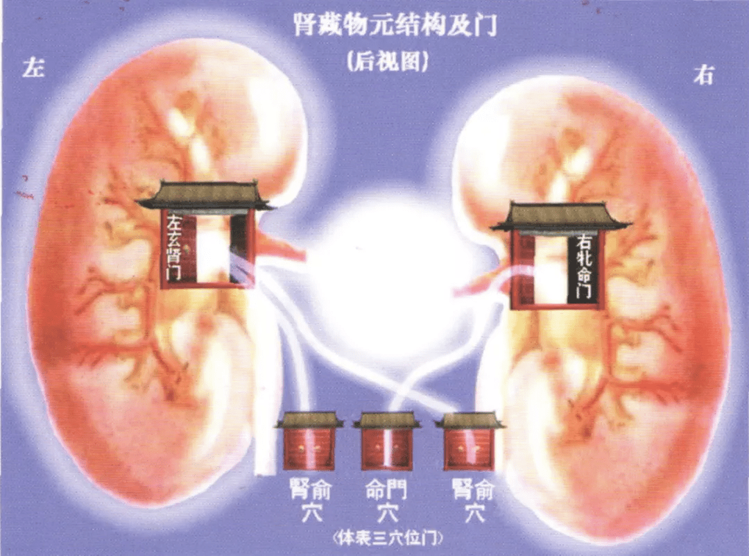 神奇的人体健康门户——穴位,你了解多少?(二)命门穴_手机搜狐网