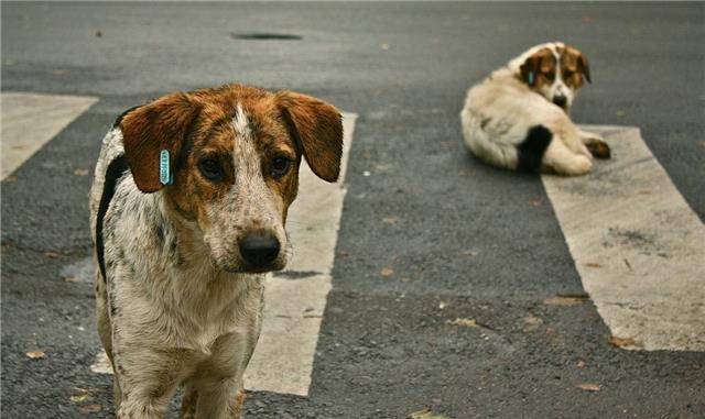 怎么看小狗是好和坏 20d95e60c6d945dea3a456be42f1361f.jpeg