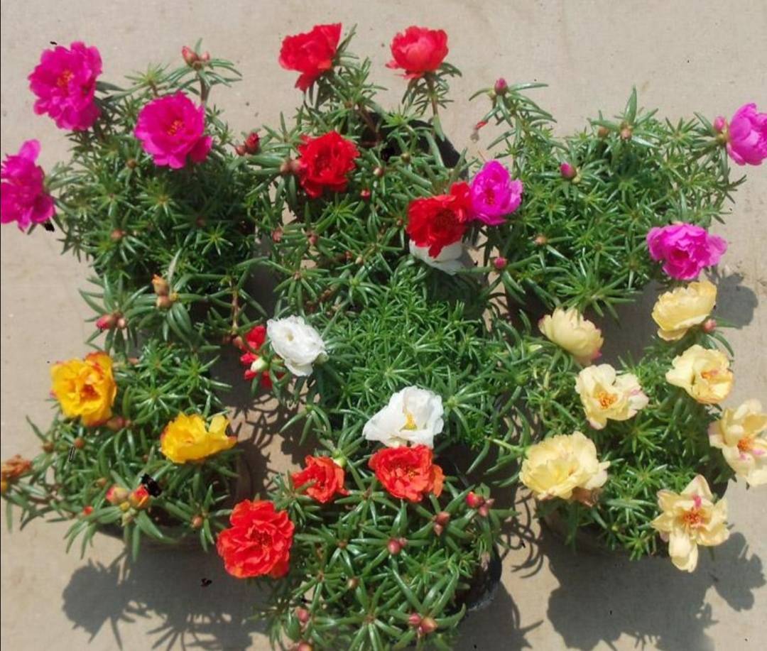 夏天种什么花好 42f0da0954344faba71ac786effdb516.jpeg