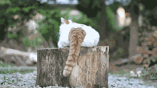 584b504cad7f405aaf4c0b42da972907.gif