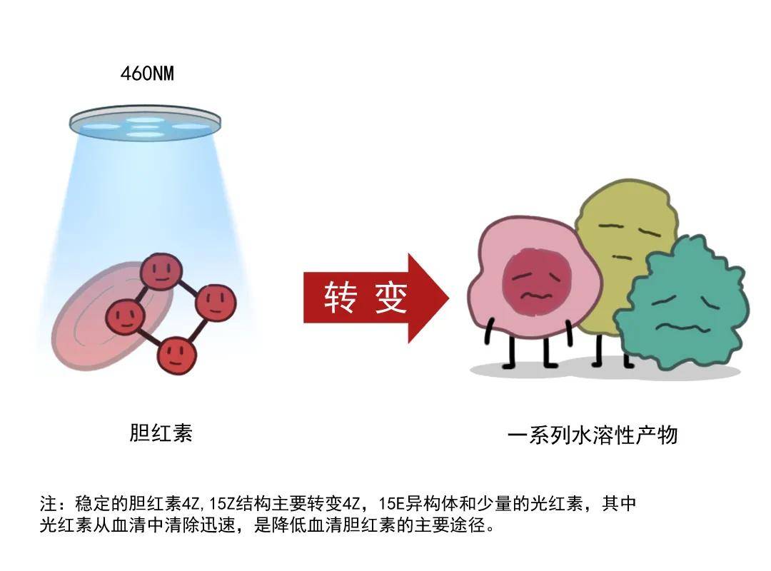 婴儿30天黄疸值对照表_婴儿黄疸数据_婴儿黄疸日龄对照值