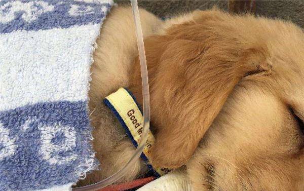 怎么看小狗得细小 95db33bb12b64bc99525913827f9f59a.jpeg