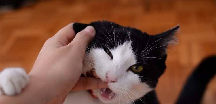 怎么养猫才能粘人 b7d4e0fd5409419ea27c6ac23fe92271.jpeg