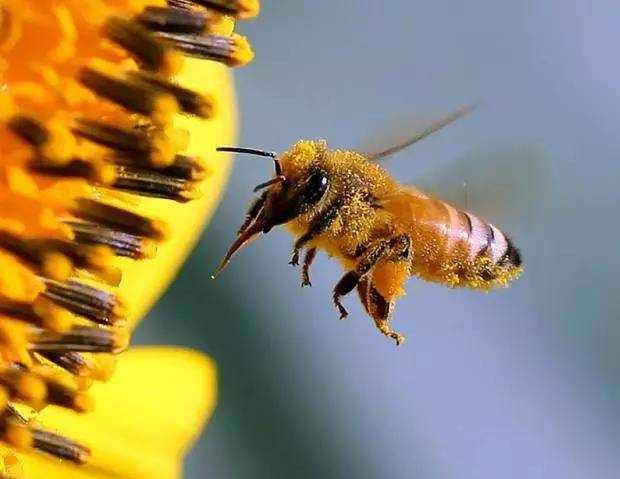 科学家发现 蜜蜂飞行违背自然规律 理论上不可能飞起来 昆虫