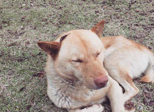 怎么才能让狗不流眼泪 d7cd3e97b223495ab488e49db38f2645.jpeg