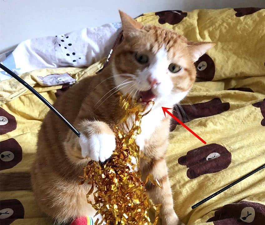 怎么样才可以让猫咪黏住我 f9f83fdbf1a249259002fb0e30610efc.jpeg