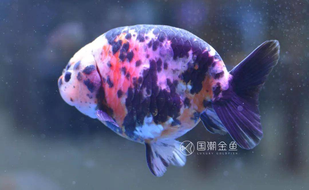 冬季养鱼了解这3点 助力金鱼顺利过冬 水温