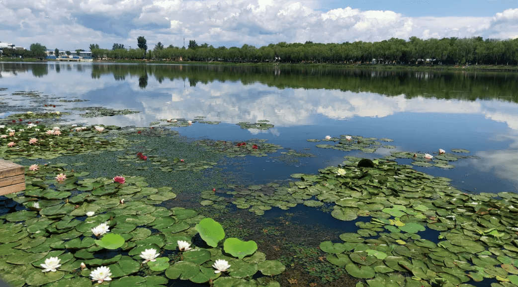 罗马湖湿地公园图片
