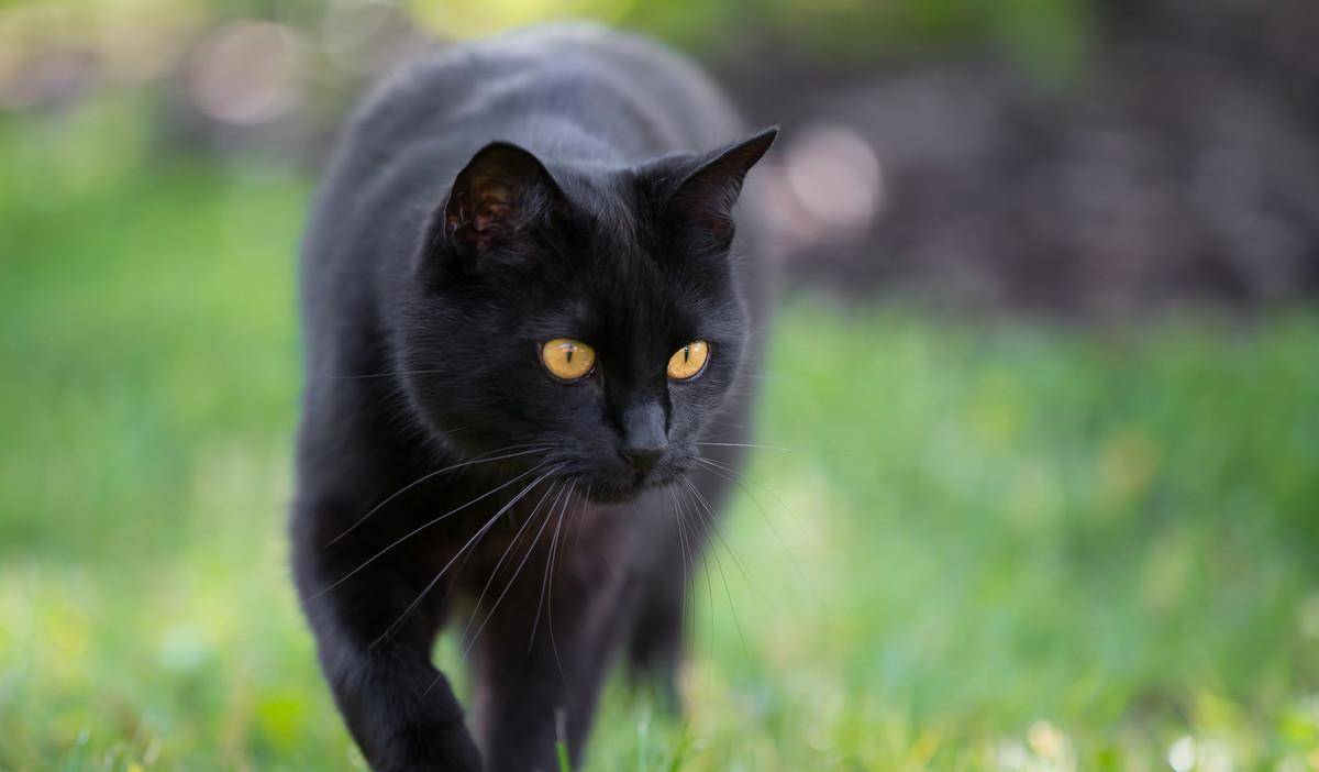 黑猫白猫狸花猫 大橘玳瑁奶牛猫 哪种花色你最爱 猫咪