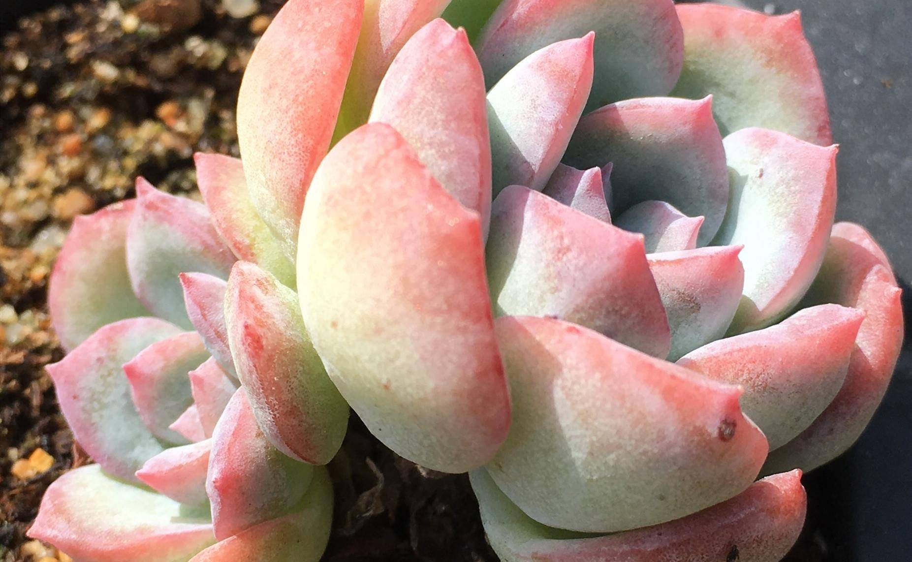 喜欢漂亮的多肉养一盆莎莎女王出了状态像花一样美