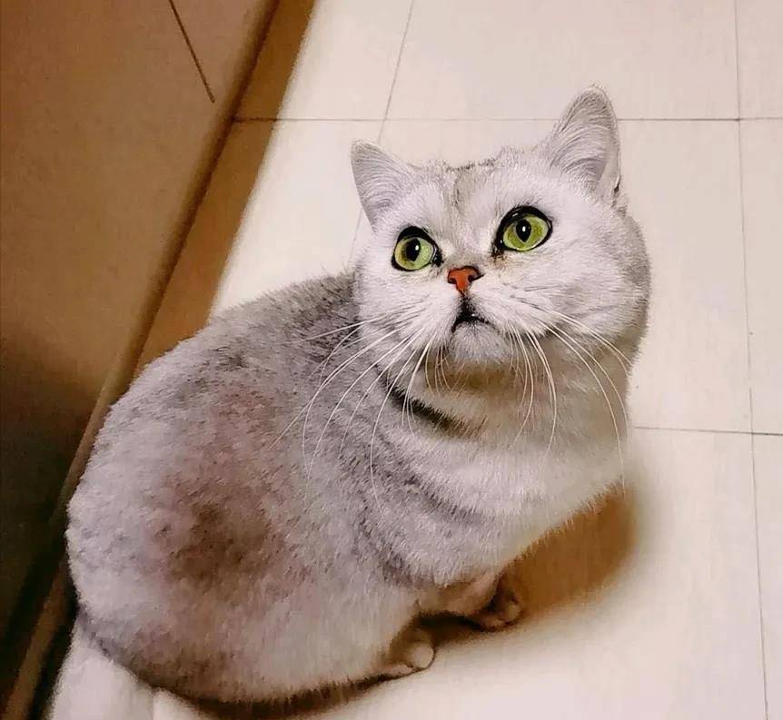 猫的天空之城人均消费_天空之城简谱(2)