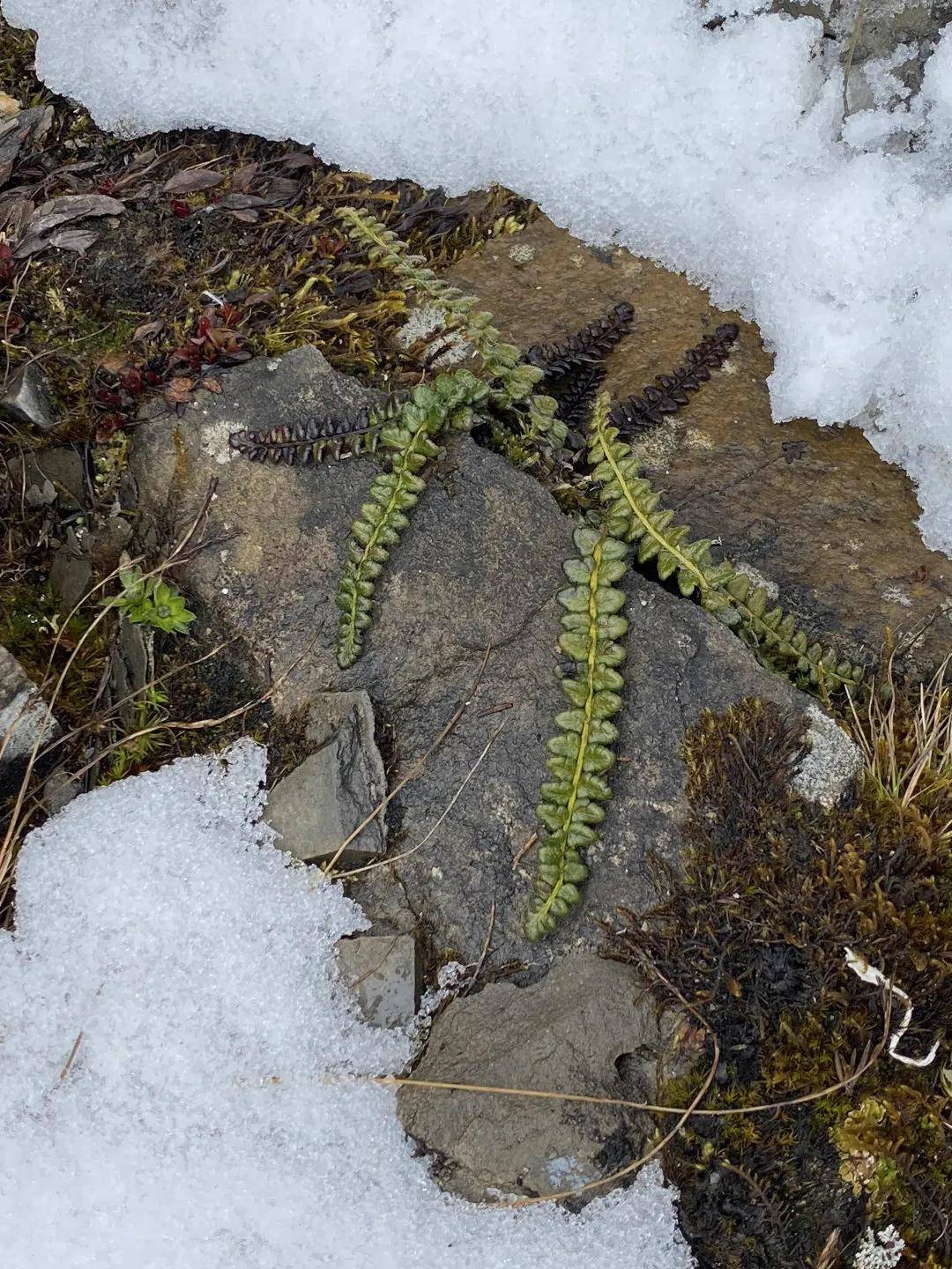 小金县四姑娘山首次发现国家一级保护植物玉龙蕨