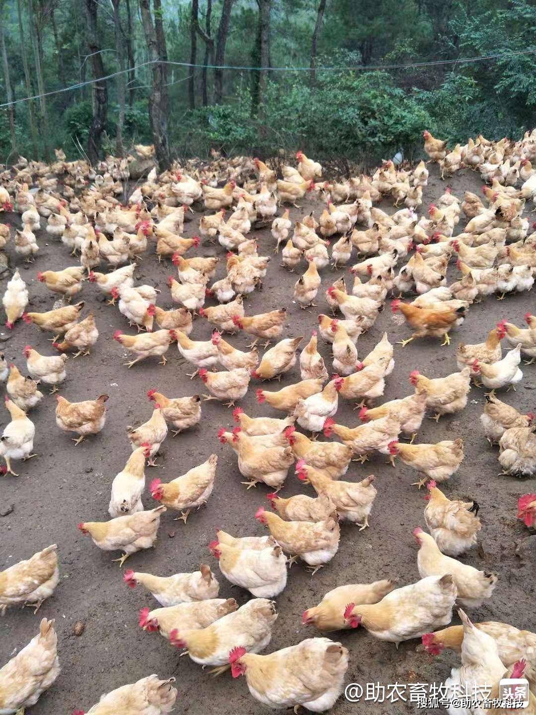 饲料禁抗后鸡病多使用复合益生菌解决大问题且鸡场不臭肉质好
