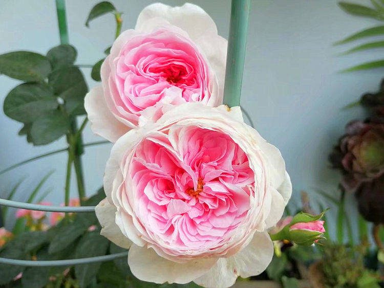 白色月季哪个耐晒 05873e62223f48019db88e6b470598c5.jpeg