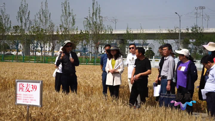 目前,扬麦33等小麦良种已被筛选出,经过专家研讨后将进行推广种植.