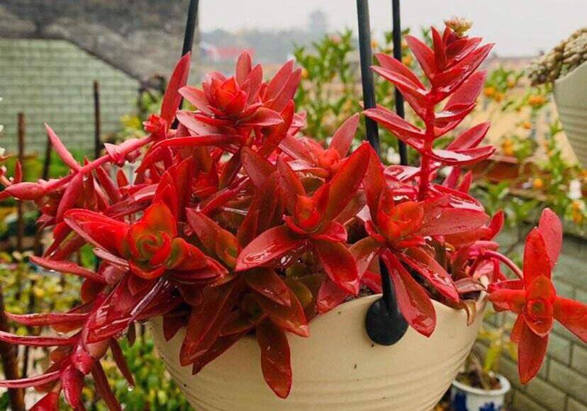 多肉火祭这么养没有最红只有更红