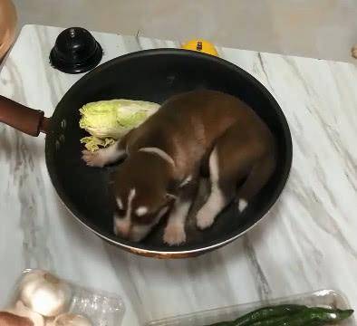 原创小奶狗被放锅里,二哈妈妈居然主动送来香油,这真是亲生的吗