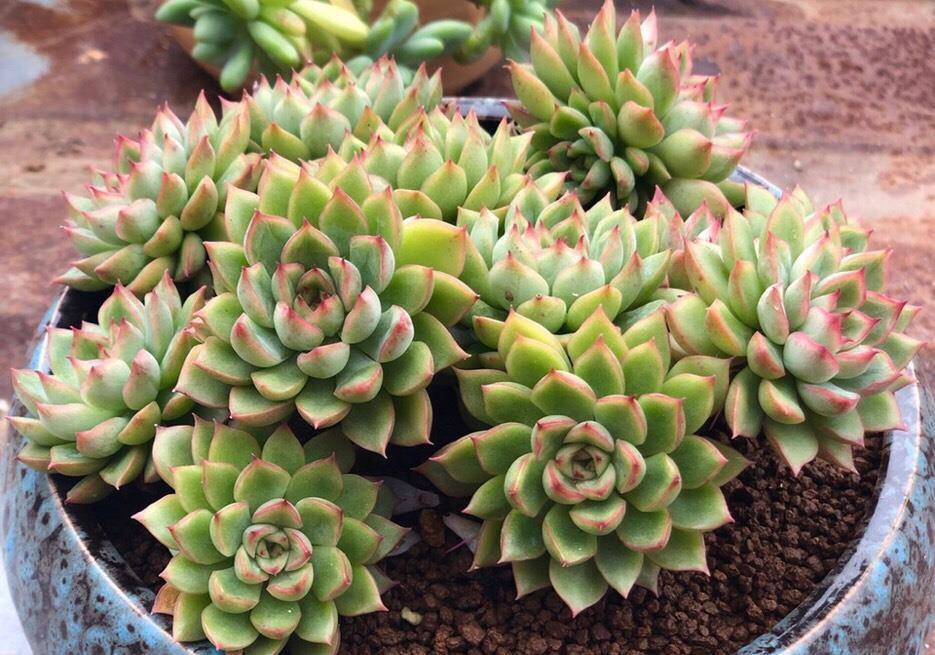 女雏多肉公认的爆盆专业户轻轻松松长满盆新手也能养得很好