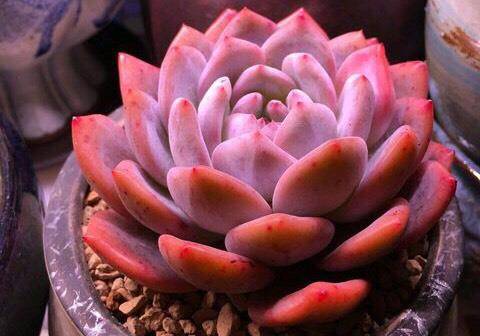 多肉植物橙梦露竟然比年宵花卉还要火花店老板说需要提前预定