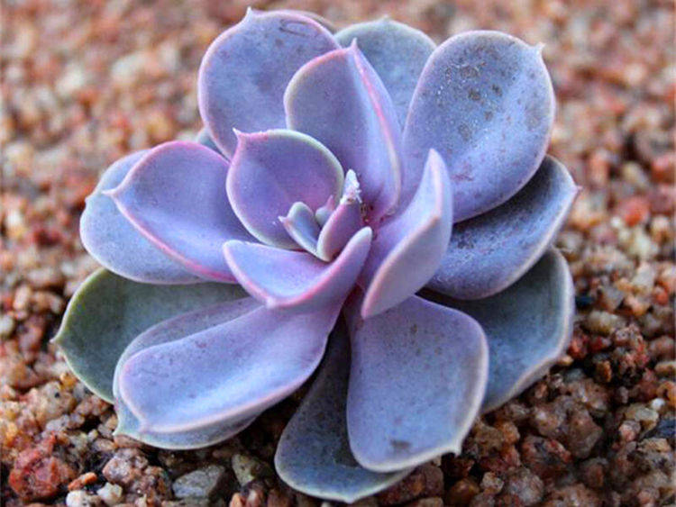 多肉多久喷一次多菌灵 d1cd8b40f8234ad7ace869f9cb3752c1.jpeg