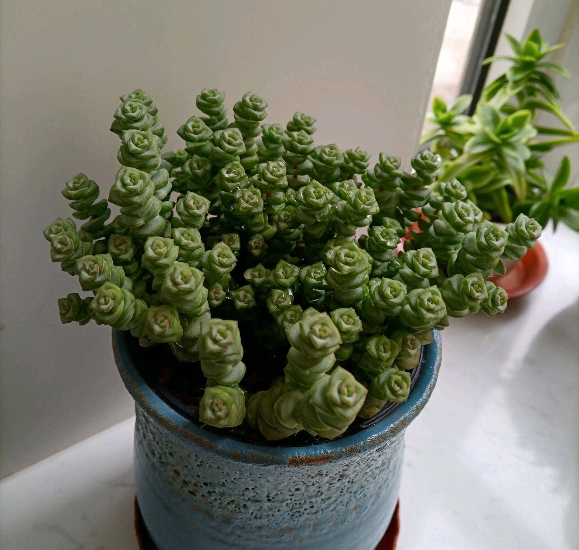 多肉钱串子这么养不到一年就能长满盆寓意财富满盆财源滚滚