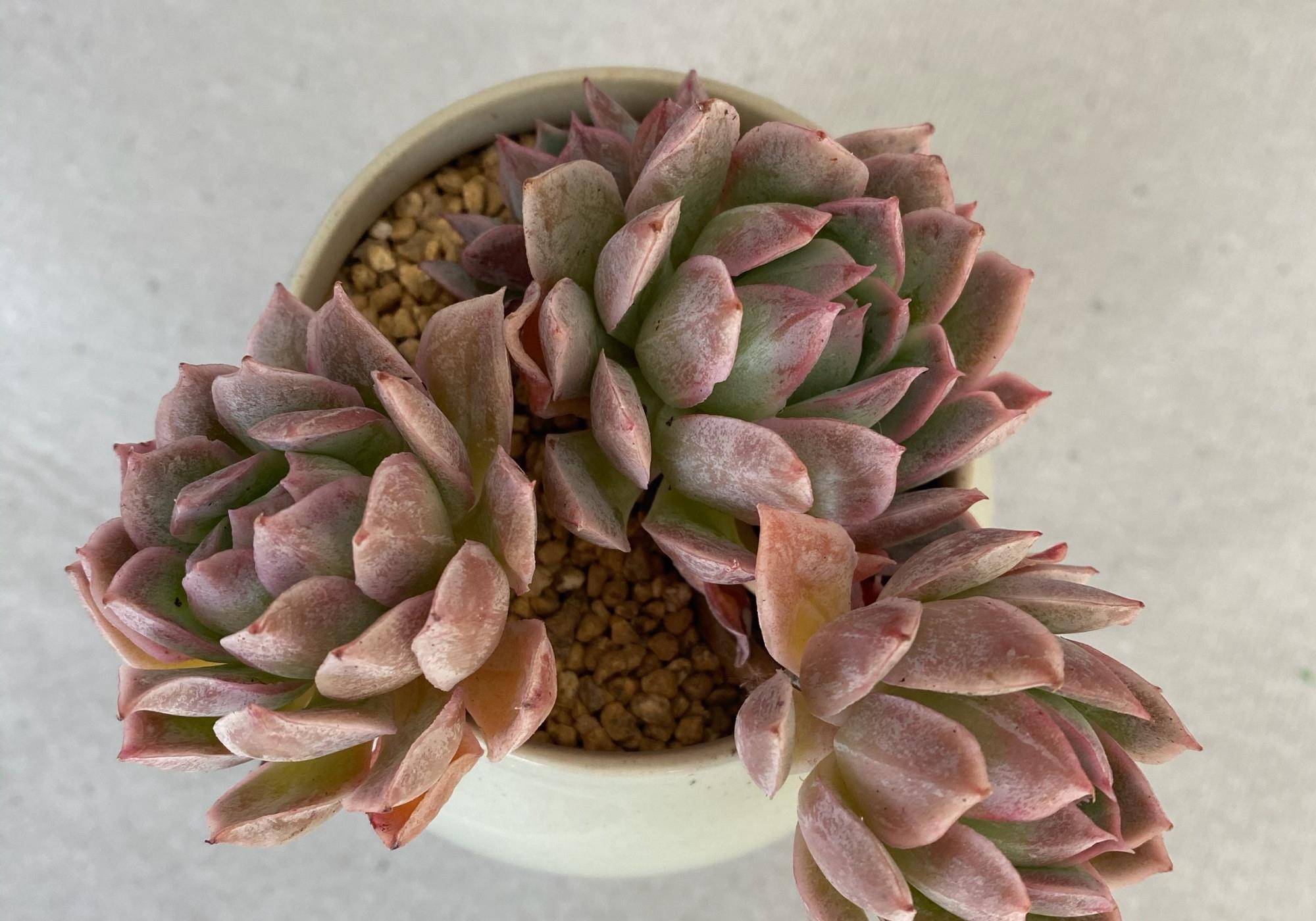 火焰杯多肉,升级版的紫罗兰女王,南阳台隔着玻璃晒太阳,也能红