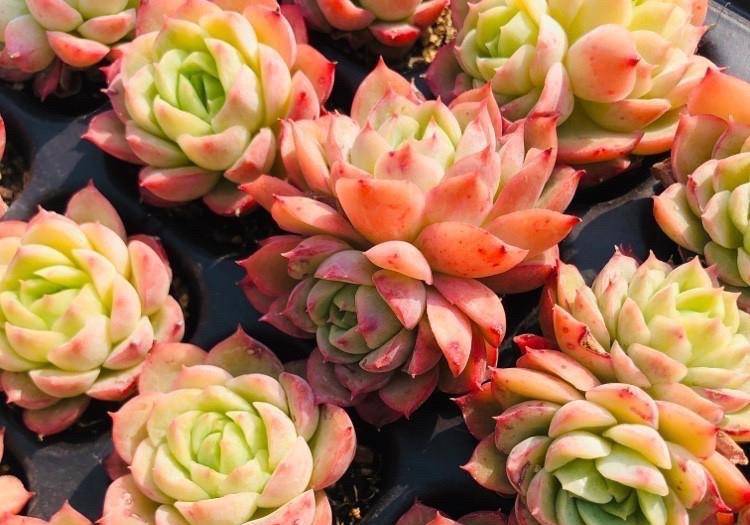 能养出果冻色更好,没状态也不丑的多肉酸橙辣椒,颜色清脆很清新