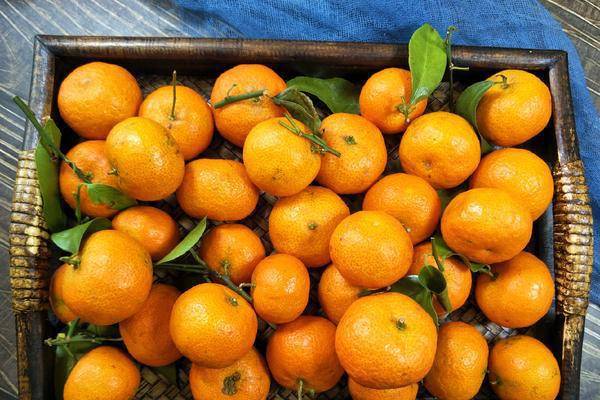 如何挑选大果砂糖橘 d45e62019f5f4f8fb537beef79ee7737.jpeg