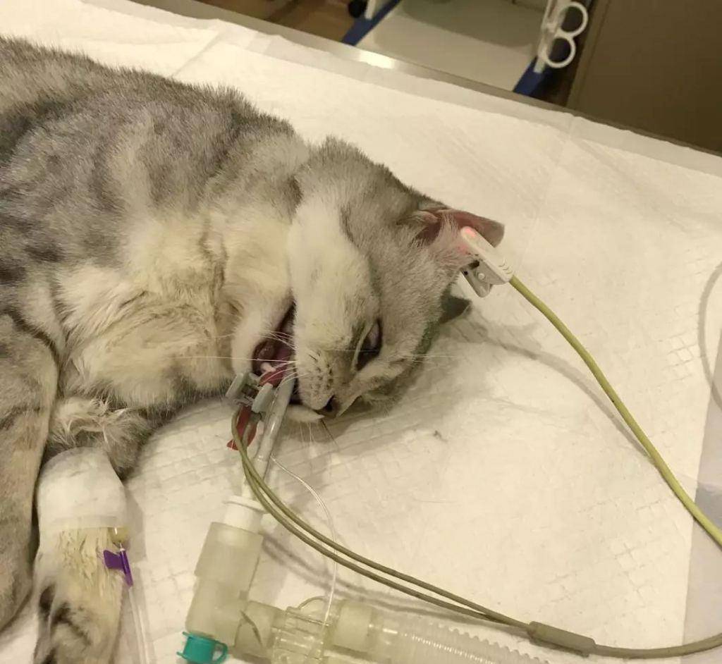 猫咪害怕躲起来怎么引出来 323f4f0c5ce64eba9e30ff0d7e818fa2.jpeg