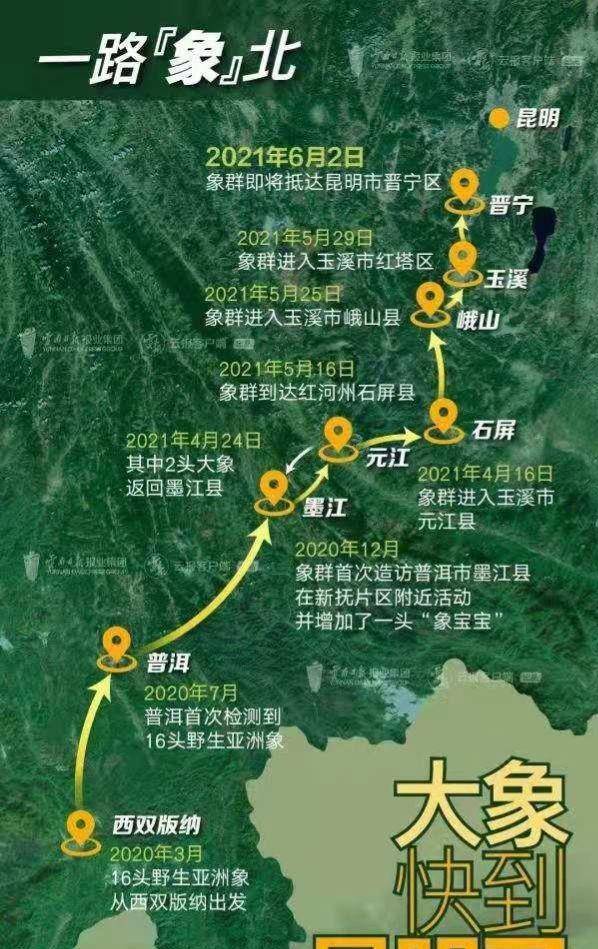 亚洲象迷路 说法站不住脚 大象很聪明 动物导航手段知多少 蚂蚁