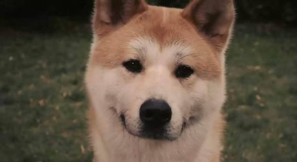 日本秋田犬面临灭绝 你知道秋田犬为何成为日本 国犬 吗 上野