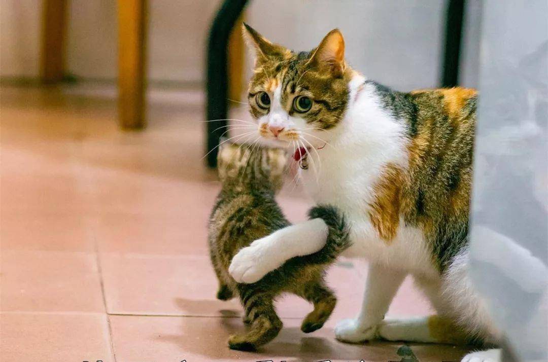 怎么看小猫有没有虫子 c1fb254567034c1da97b0723e8837227.jpeg