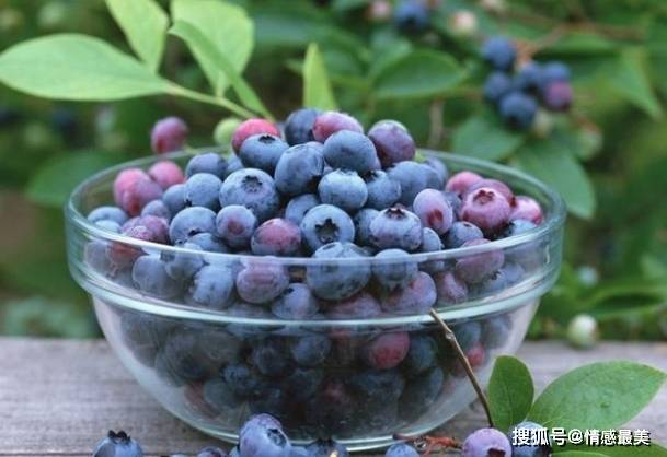怀孕老吐吃什么水果好 2b37a420b4d04f329b7078a930e946bc.jpeg