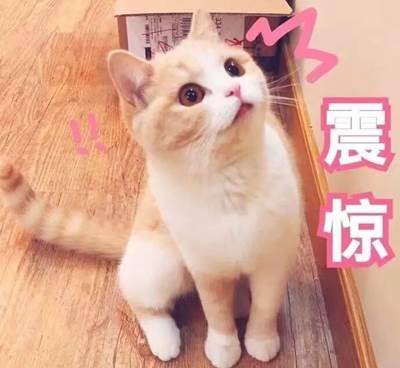 怎么看小猫怀没怀孕 35e86bfac95a4f3aba897141809eaee0.jpeg