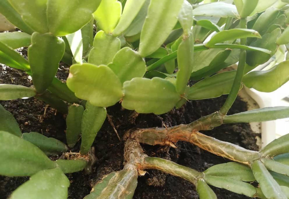 怎么养蟹爪兰长得快叶厚 700f87a67594423da36e34087b3cec5e.jpeg