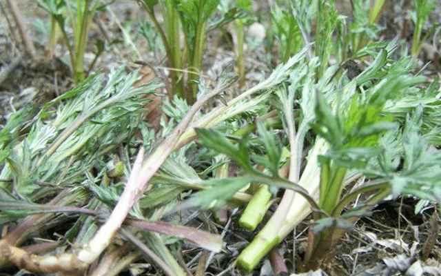 酷似艾草的植物柳蒿