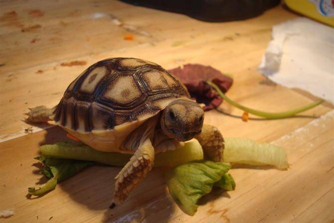 乌龟的排名_乌龟卡通图片(2)