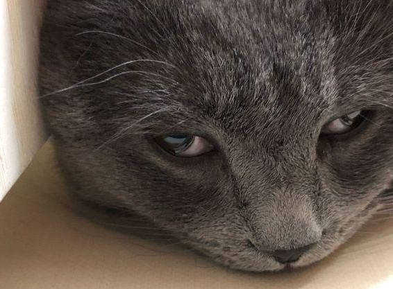 猫咪被主人带去绝育回家后露出的怨恨眼神