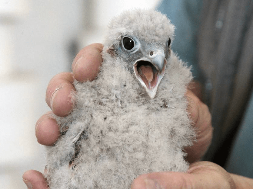 德国红隼宝宝 全身毛茸茸萌萌哒
