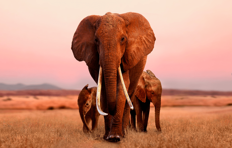 除了逛吃云南的亚洲象群这里还有一群非洲象