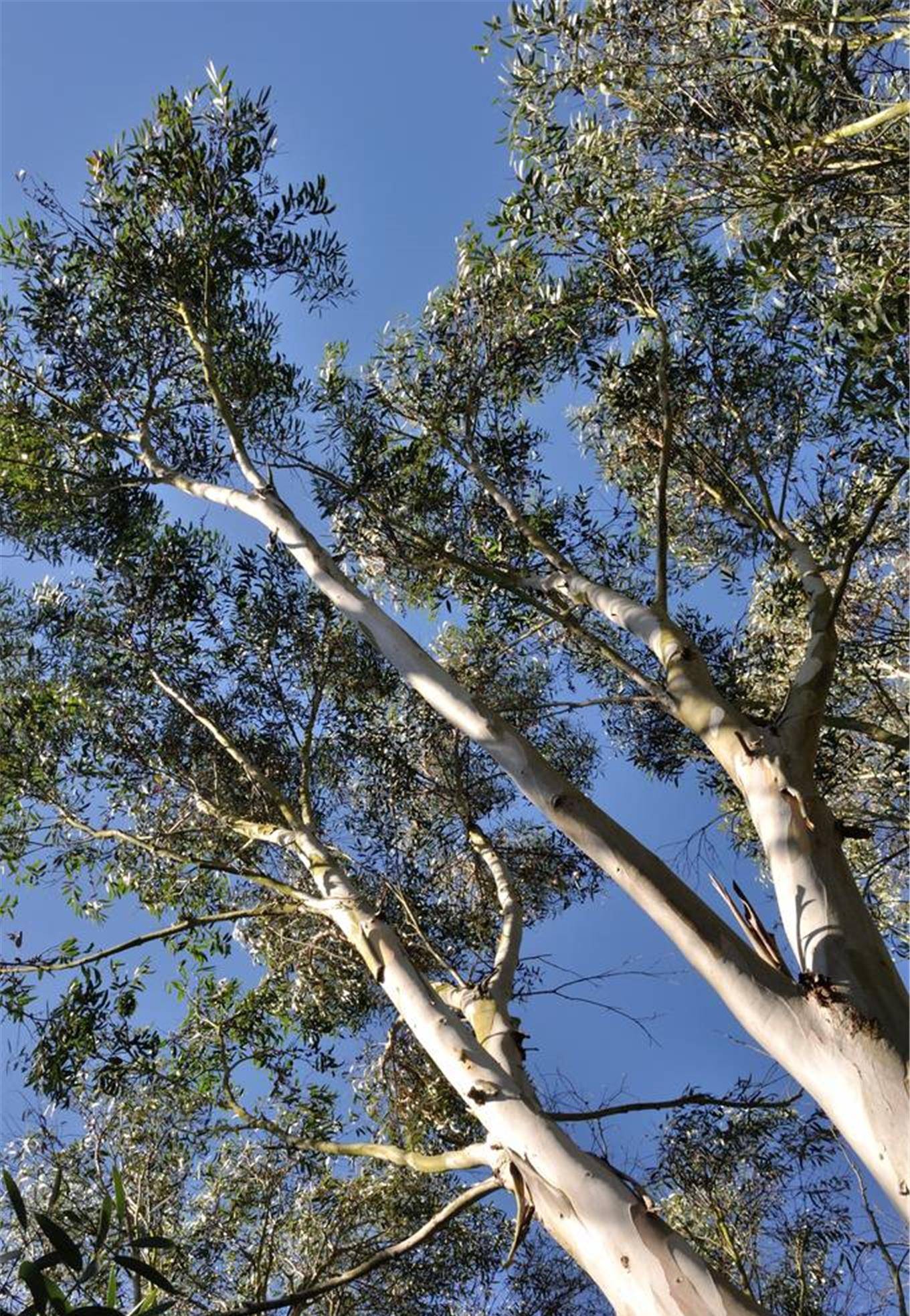 它是吸金树,却不招人待见,只因长得太快_桉树