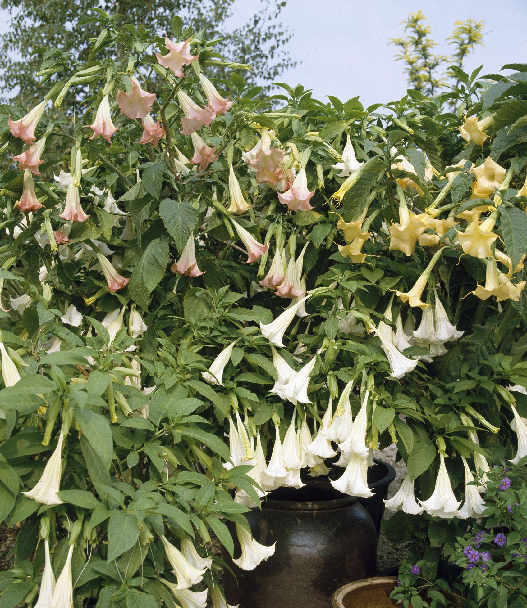 天使的号角:外表很美,内在很毒,有人养在客厅,心真大!