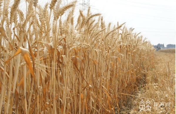 重大突破扬麦33号首次大面积收获有望成为我国新一代主导品种