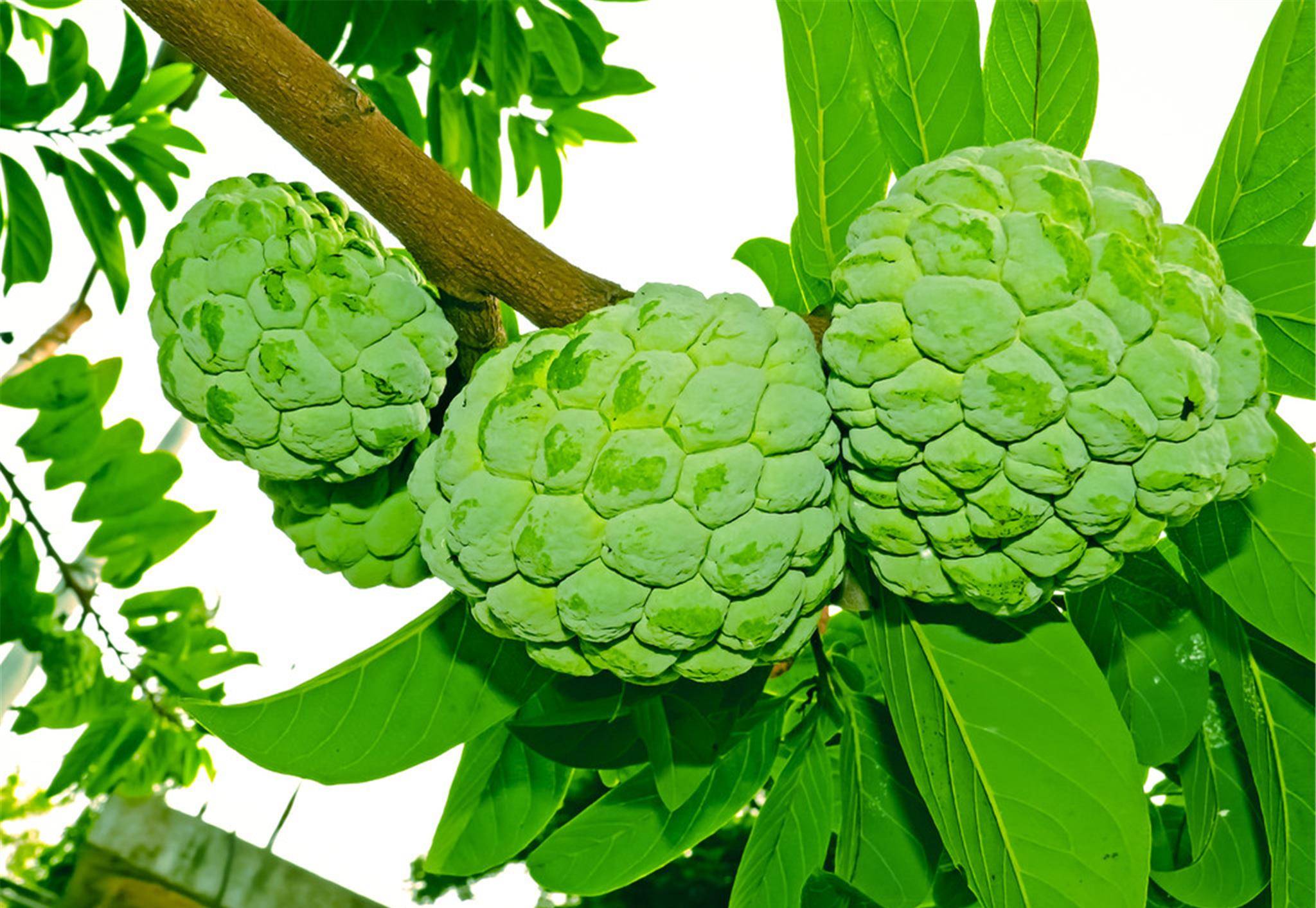 有院子就种棵佛陀果,挂果时很漂亮,味道比荔枝还甜