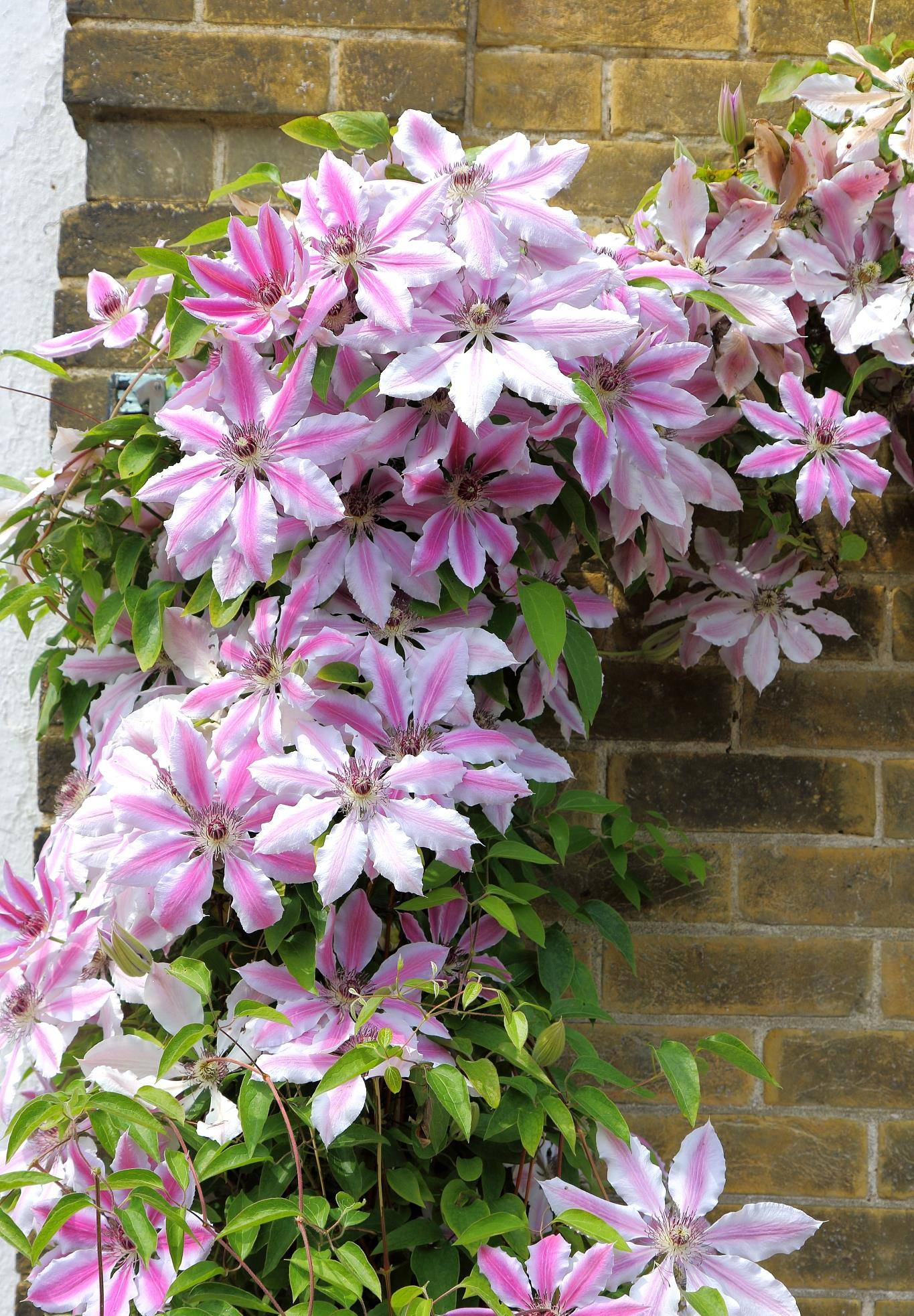 想让铁线莲变成巨无霸,就要未雨绸缪,否则一场空