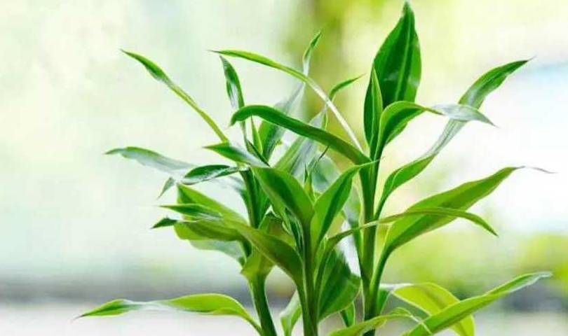 富贵竹几年能开花 458de5ca97ae412f98dbf1a00dfc3b2d.jpeg