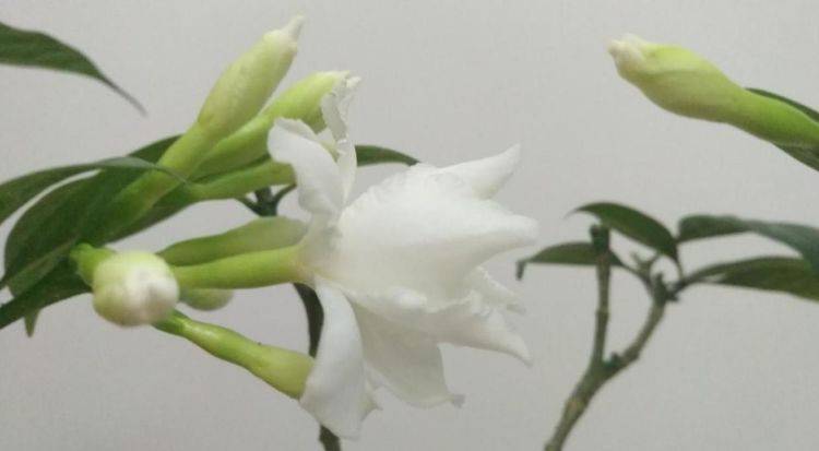 这花名字真接地气 像极了栀子花 关键还好养 植物