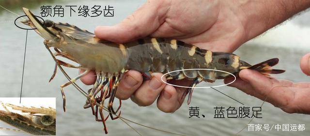 什么是高密度虾 7e6987359e97473ea9d87862cb4d031f.jpeg