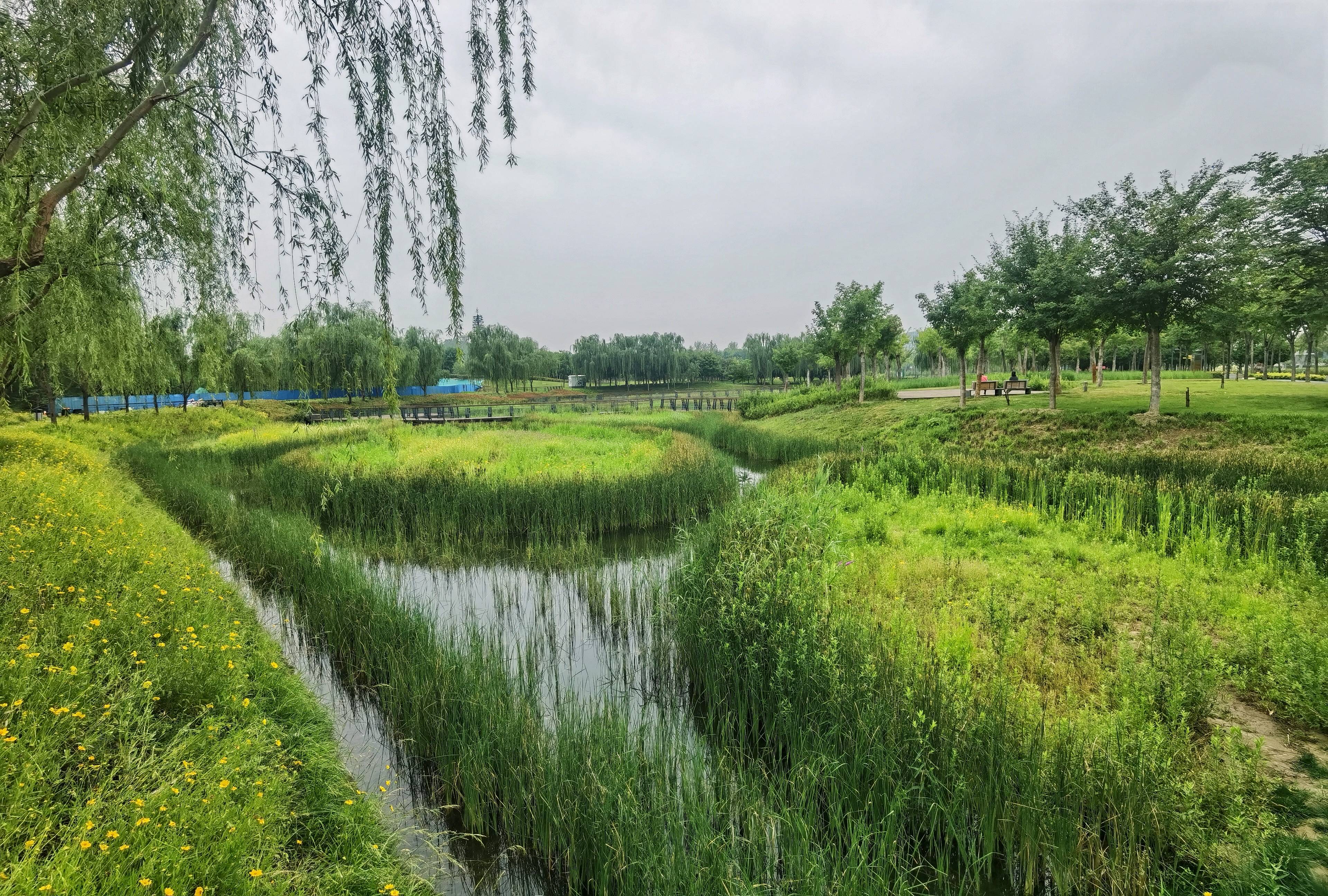 河南鄭州龍湖溼地公園的雨後景觀真是綠色養眼